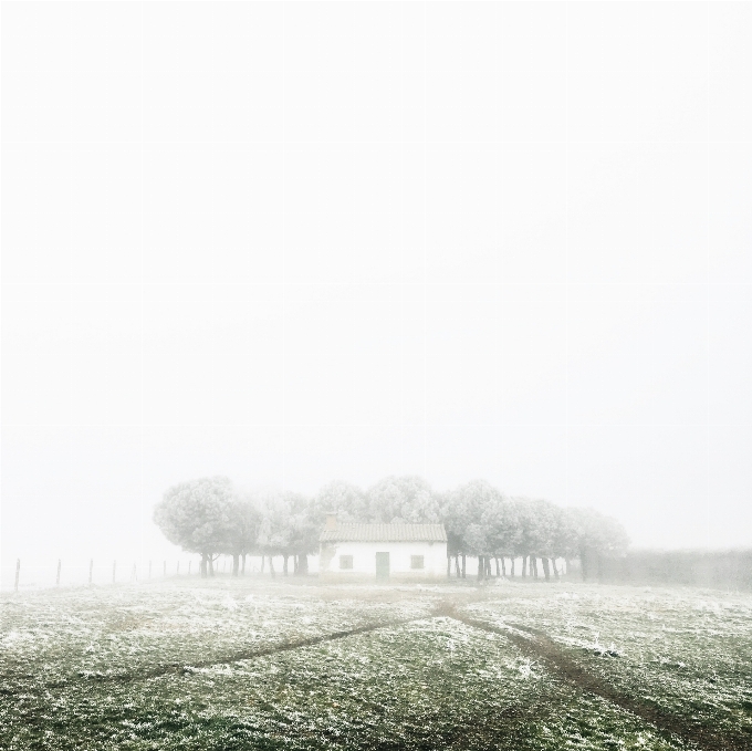 Arbre herbe noir et blanc
 brouillard