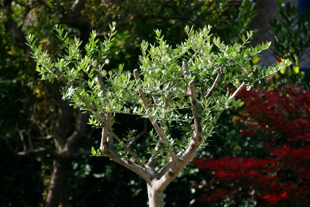 Tree nature branch blossom Photo