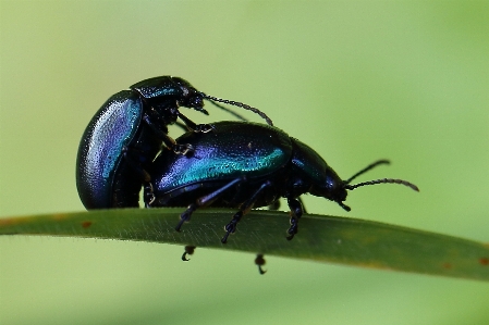 Nature photography flower fly Photo