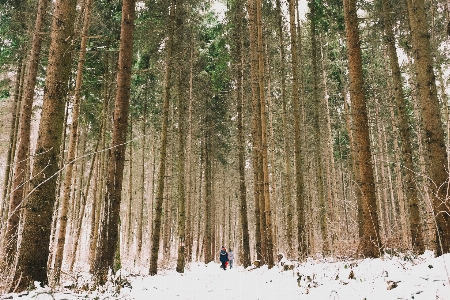 Tree forest branch walking Photo