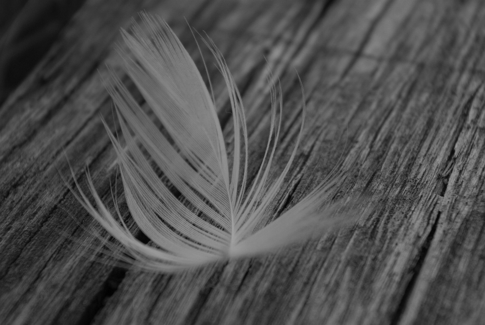 Bird wing light blur