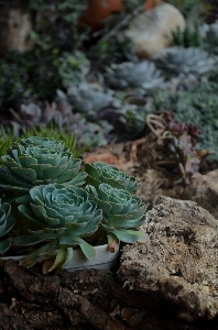 Rock plant leaf flower Photo