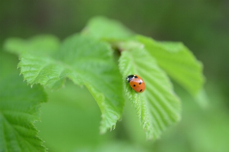 自然 植物 写真撮影 葉 写真