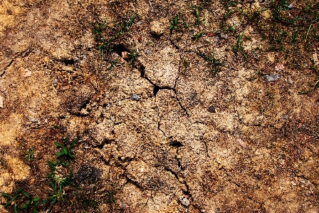 Tree nature rock ground Photo