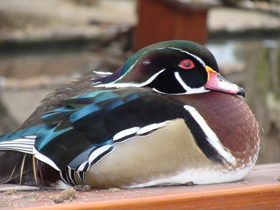 Bird wing wildlife beak