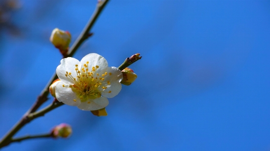 Photo Bifurquer fleurir usine fruit