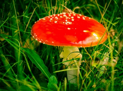 Nature forest grass meadow Photo