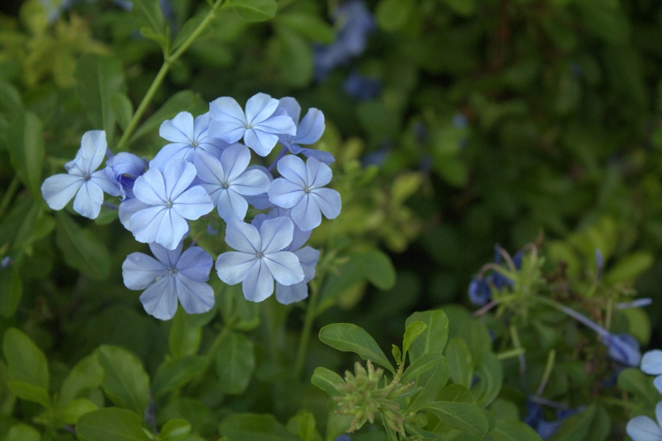 Nature fleurir usine fleur