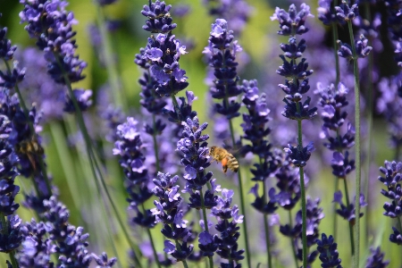 Work nature plant flower Photo