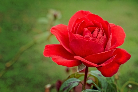 Blossom plant flower petal Photo