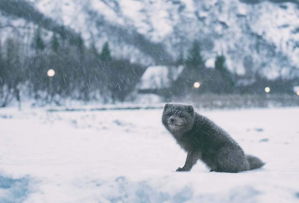 Nieve invierno fauna silvestre clima