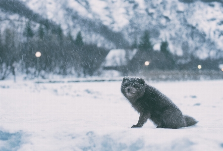 Snow winter wildlife weather Photo