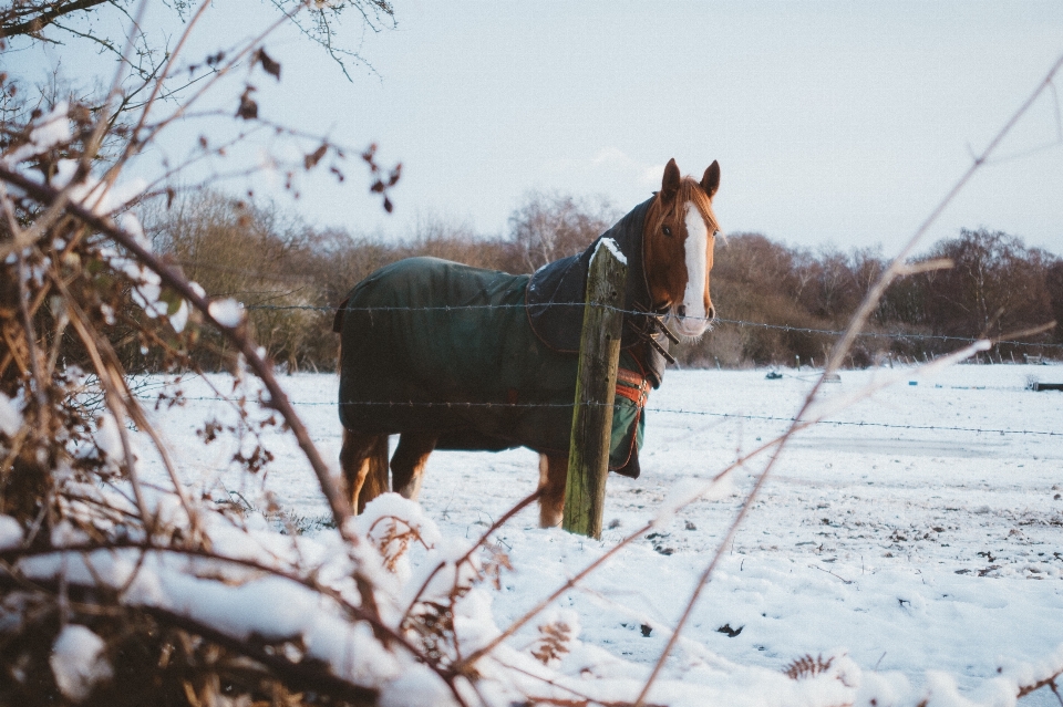 Neve inverno cavalo clima