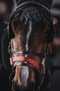 Leather animal horse equestrian Photo