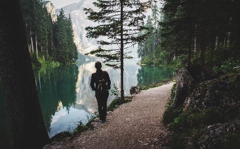 Tree nature forest path Photo