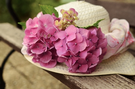 Blossom plant flower purple Photo