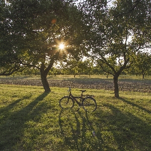 Tree nature grass outdoor Photo