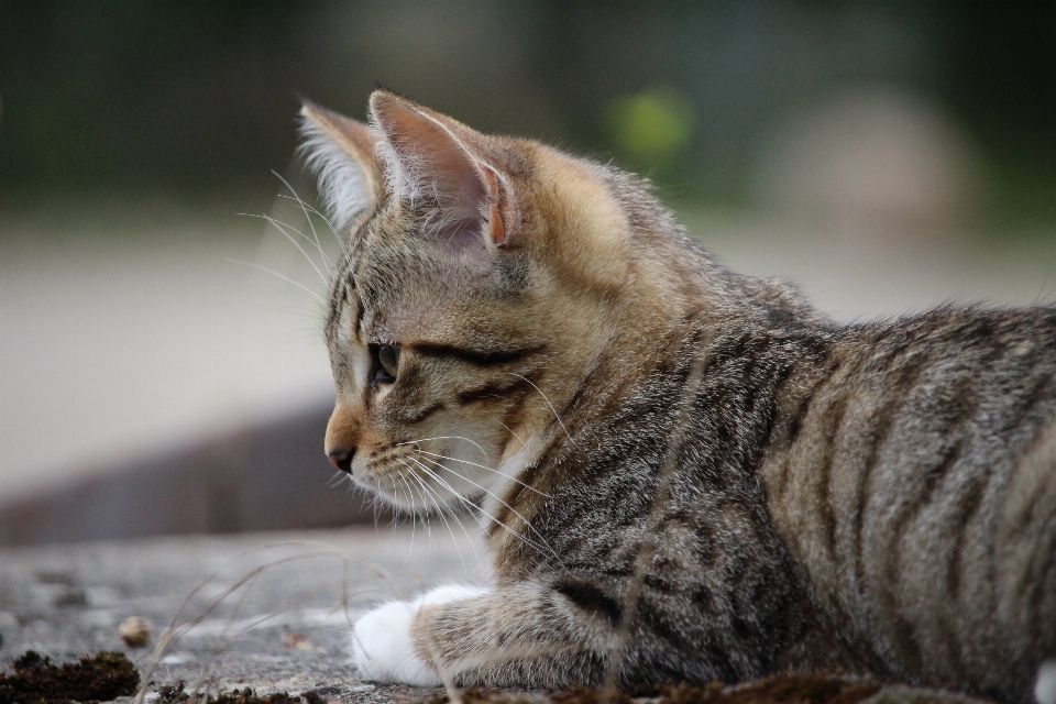 Tierwelt kätzchen katze säugetier