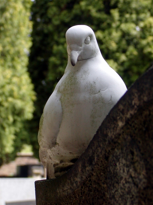 Bird white seabird monument