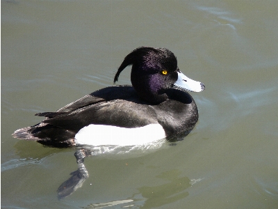 水 自然 鳥 羽 写真