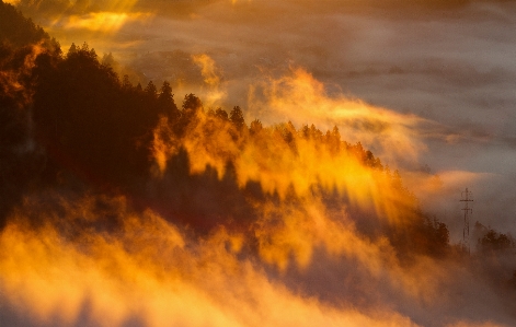 Foto Albero nube cielo nebbia