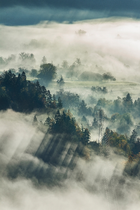 Tree nature forest horizon