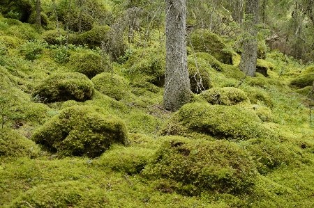 Landscape tree nature forest Photo