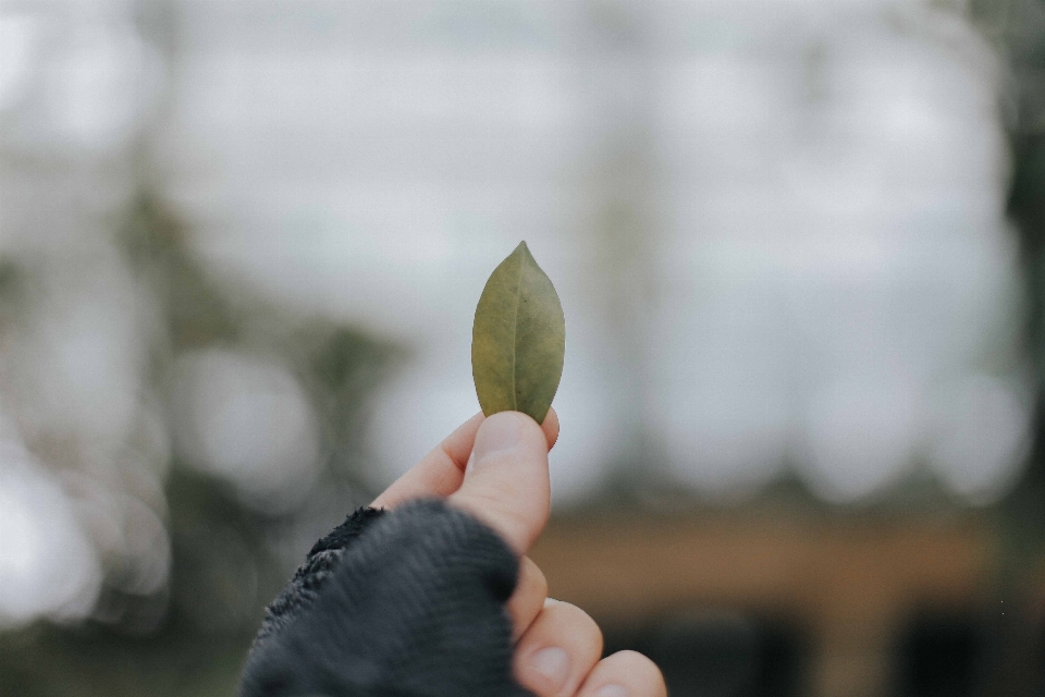 Hand white photography leaf