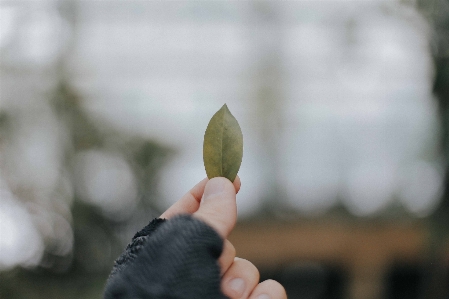 Hand white photography leaf Photo