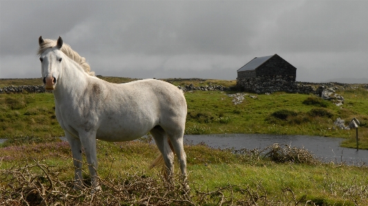 Landscape meadow herd pasture Photo