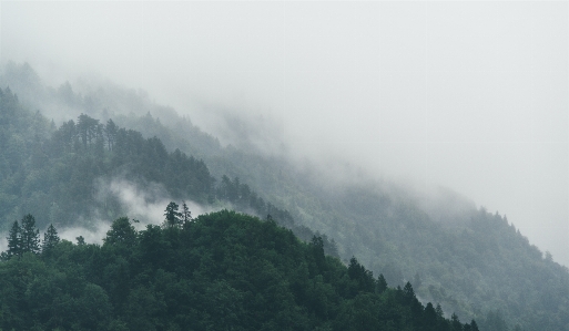 Landscape tree nature forest Photo