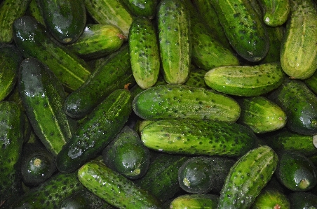 水 自然 植物 食べ物 写真