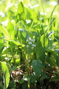 草 植物 草地 叶子 照片