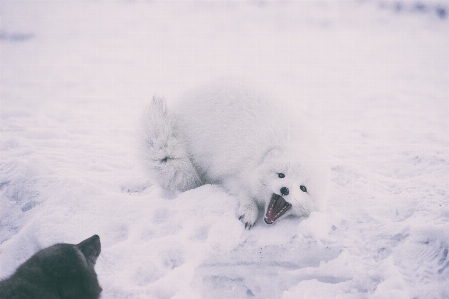 Snow winter bear ice Photo