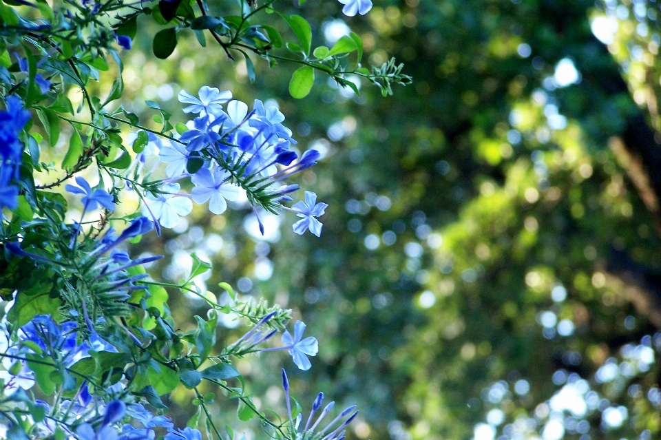 árbol naturaleza rama florecer