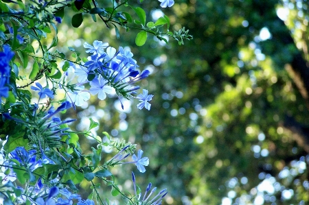 Foto Albero natura ramo fiore