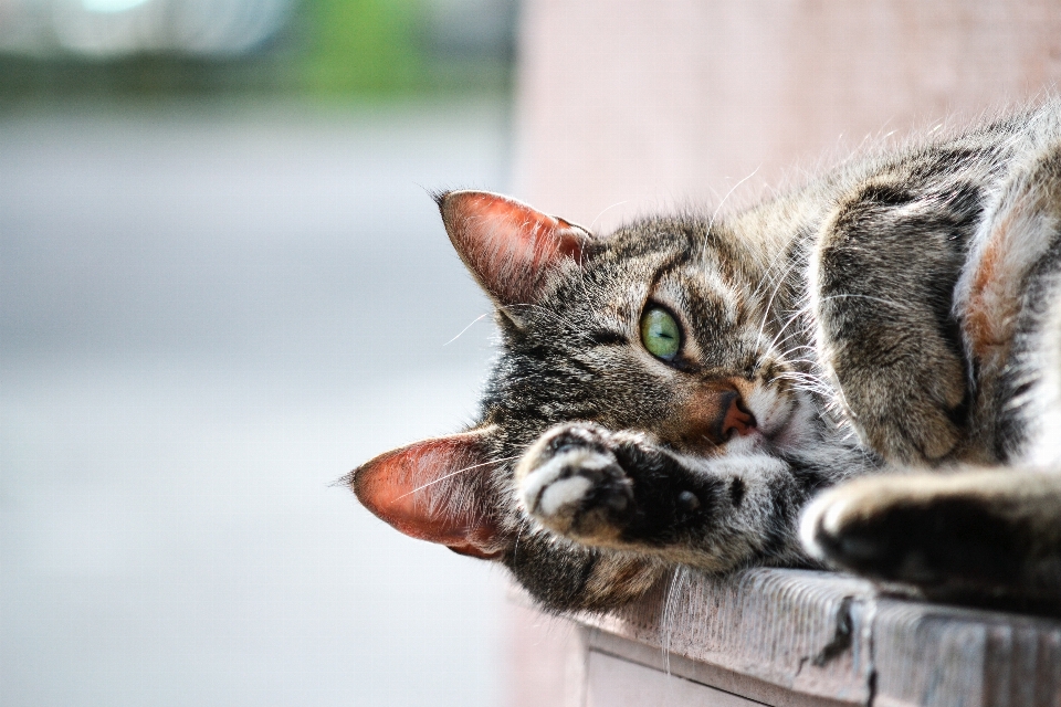 Bicho de estimação pelagem gatinho gato