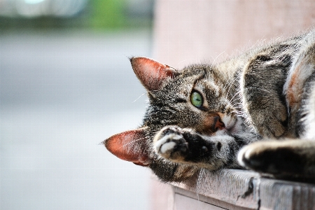 Foto Mascota pelo gatito gato