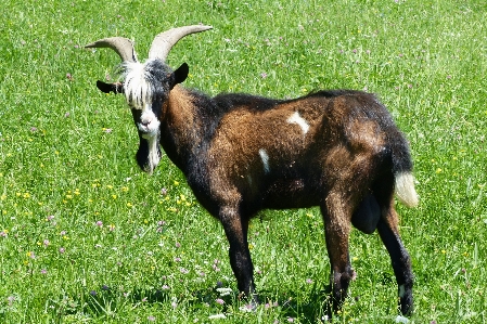 Photo Nature herbe prairie
 faune