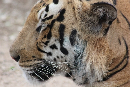 自然 動物 野生動物 野生 写真