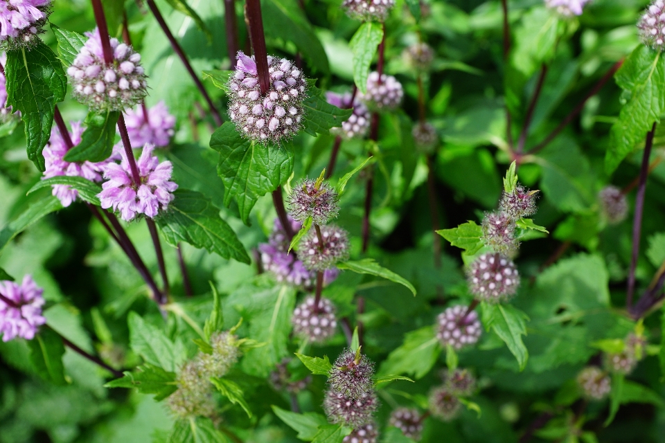 Natureza florescer plantar flor