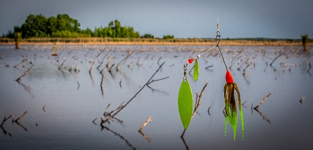 Foto água natureza manhã folha