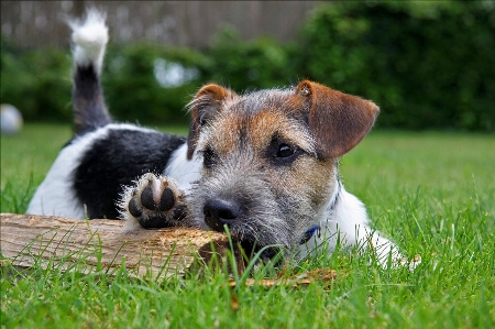 çimen çayır
 köpek yavrusu Fotoğraf