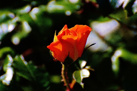 Nature blossom plant sunlight Photo