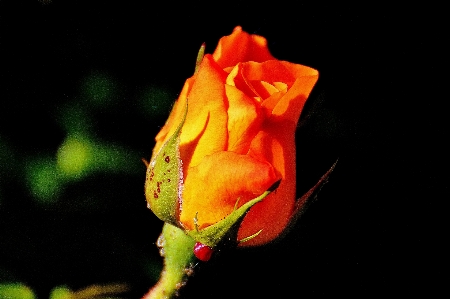 花 植物 写真撮影 葉 写真