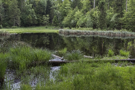 Tree water nature forest Photo