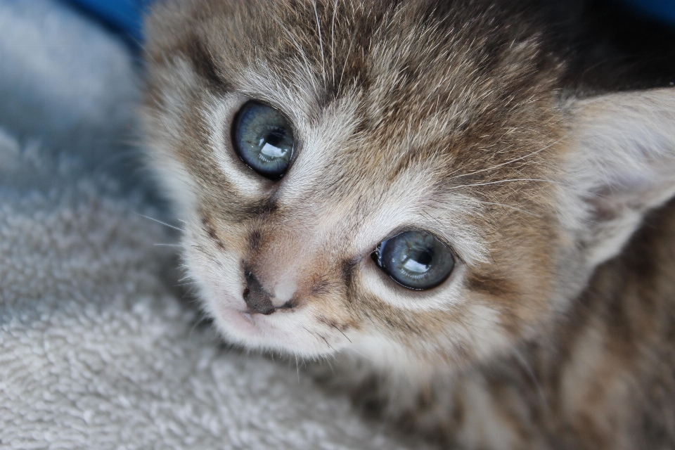 動物 かわいい ペット 子猫