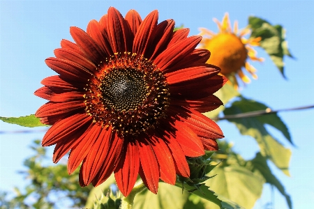 Foto Natura pianta fiore petalo