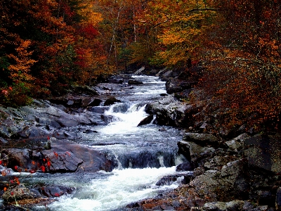 Landscape water nature forest Photo