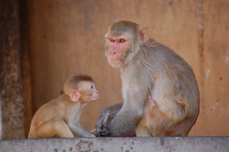 Animal mammal monkey fauna Photo